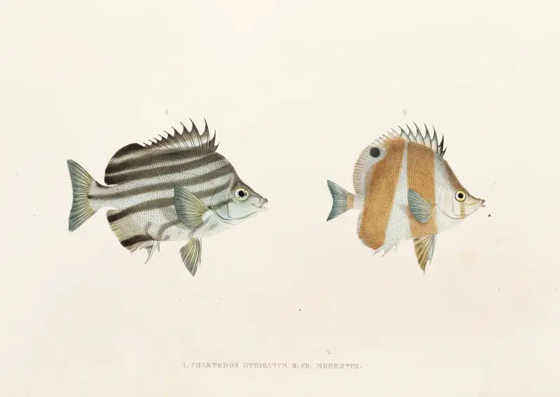 Fauna japonica, plansch 54 av Philipp Franz Balthasar von Siebold