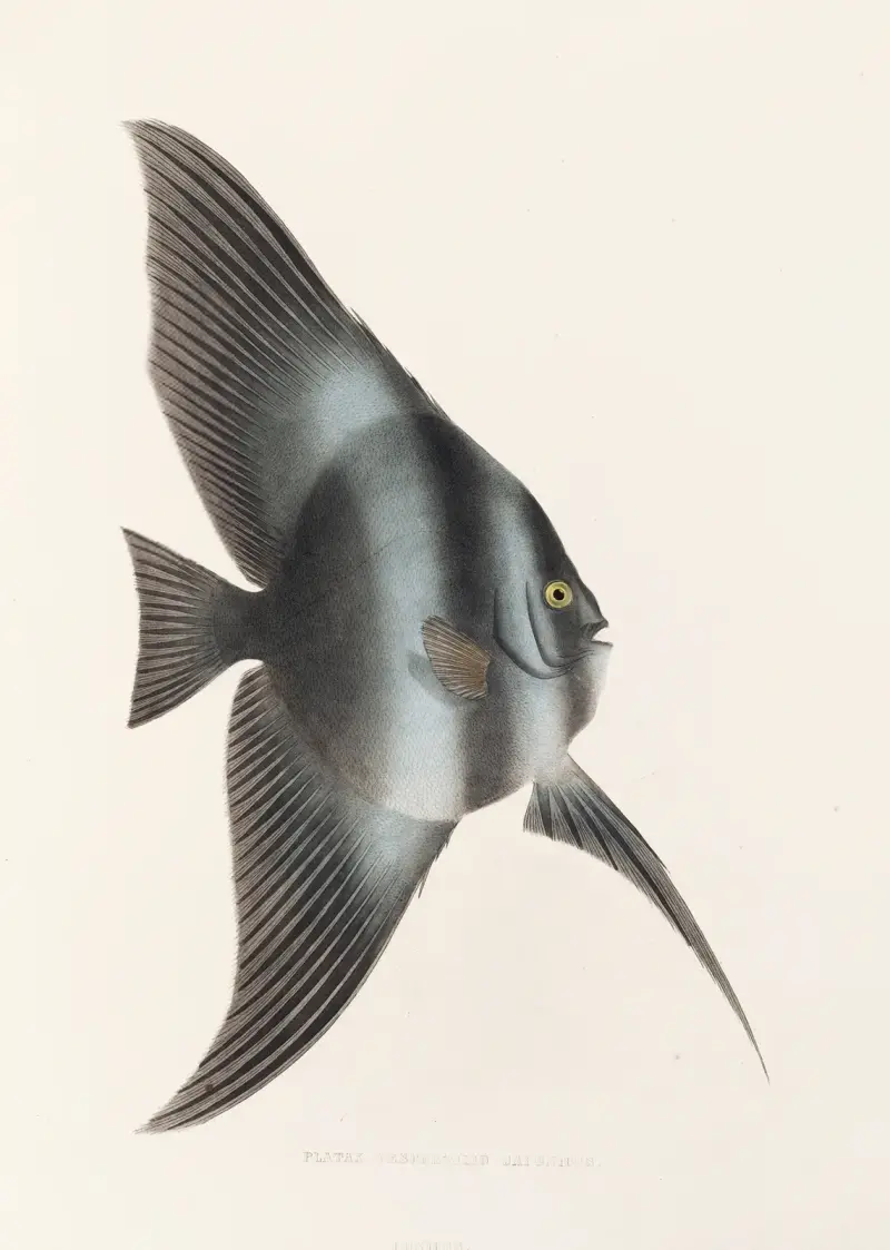 Fauna japonica, plansch 56 av Philipp Franz Balthasar von Siebold
