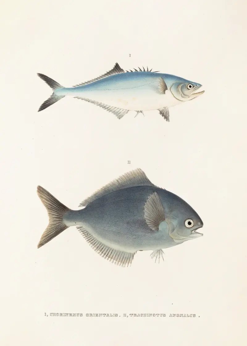 Fauna japonica Pl.070 av Philipp Franz Balthasar von Siebold