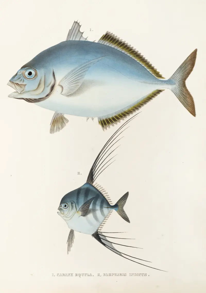 Fauna japonica, plansch 73 av Philipp Franz Balthasar von Siebold