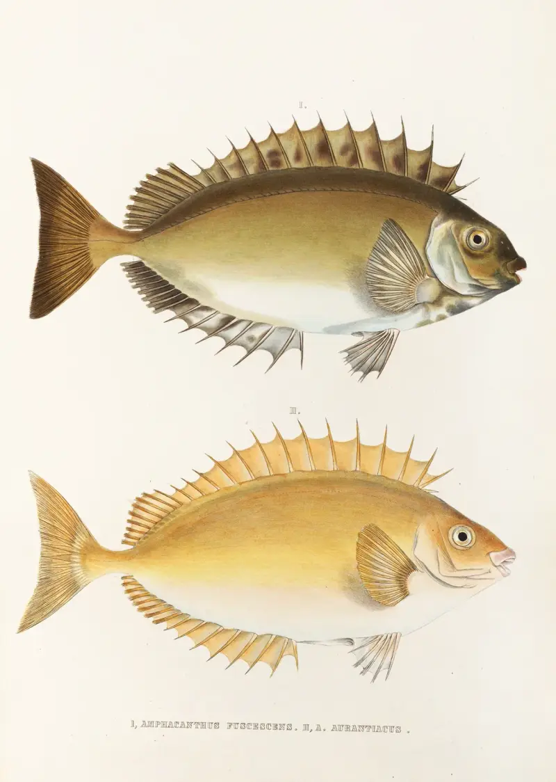 Fauna japonica, plansch 82 av Philipp Franz Balthasar von Siebold