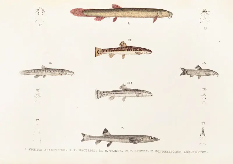 Fauna japonica, plansch 120 av Philipp Franz Balthasar von Siebold
