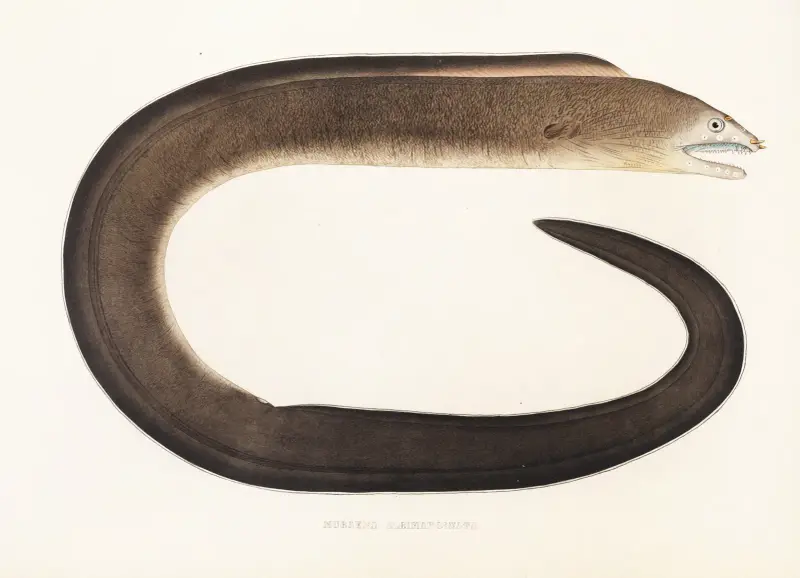 Fauna japonica, plansch 135 av Philipp Franz Balthasar von Siebold