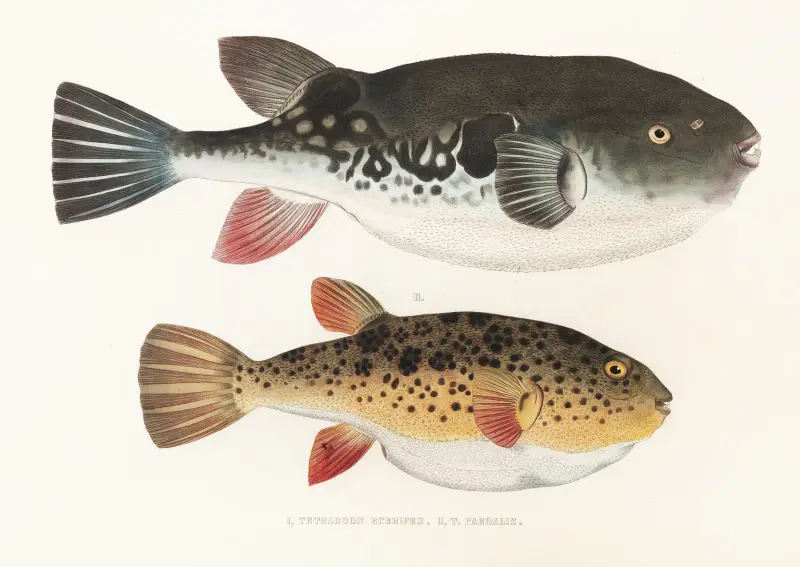 Fauna japonica, plansch 140 av Philipp Franz Balthasar von Siebold
