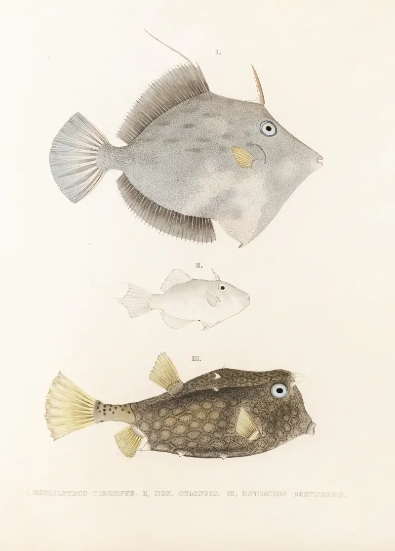 Fauna japonica, plansch 147 av Philipp Franz Balthasar von Siebold