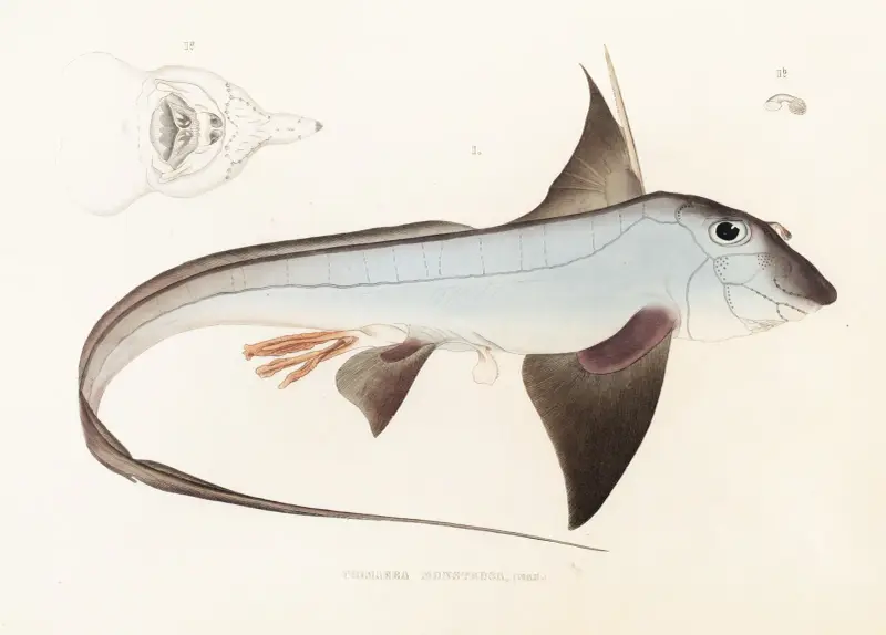 Fauna japonica, plansch 149 av Philipp Franz Balthasar von Siebold