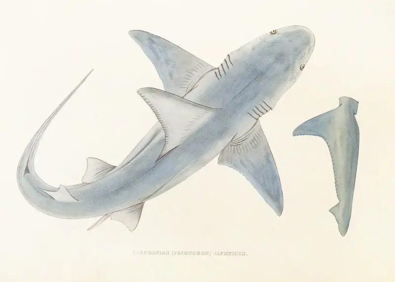Fauna japonica, plansch 150 av Philipp Franz Balthasar von Siebold