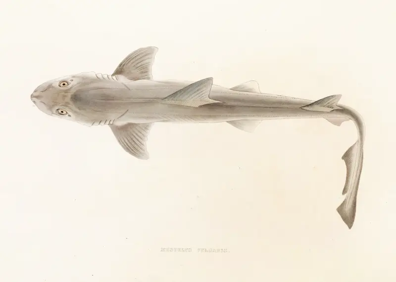 Fauna japonica, plansch 151 av Philipp Franz Balthasar von Siebold