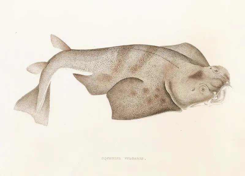 Fauna japonica, plansch 153 av Philipp Franz Balthasar von Siebold