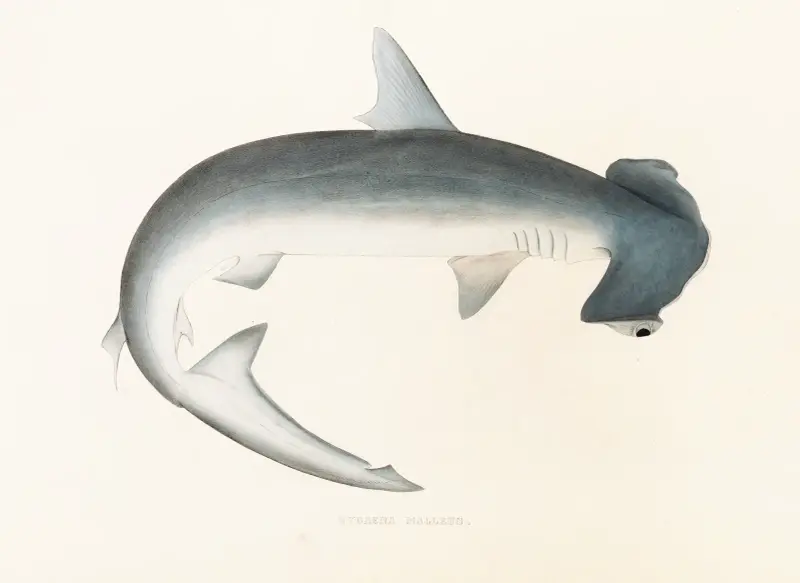 Fauna japonica Pl.155 av Philipp Franz Balthasar von Siebold