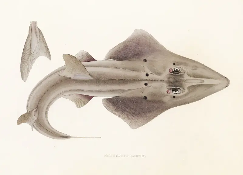 Fauna japonica, plansch 156 av Philipp Franz Balthasar von Siebold