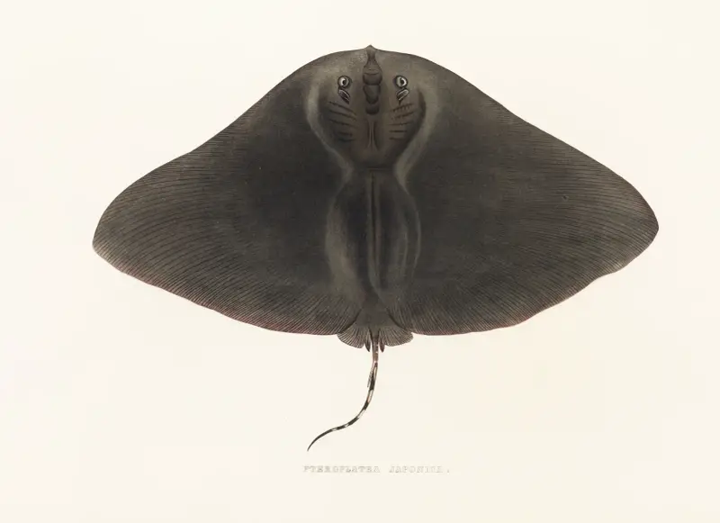 Fauna japonica Pl.158 av Philipp Franz Balthasar von Siebold
