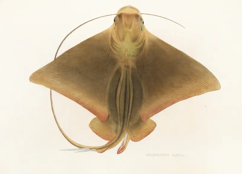 Fauna japonica, plansch 159 av Philipp Franz Balthasar von Siebold