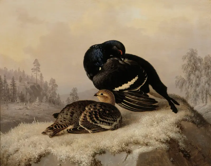 Black Grouse, Cock And Hen av Ferdinand von Wright