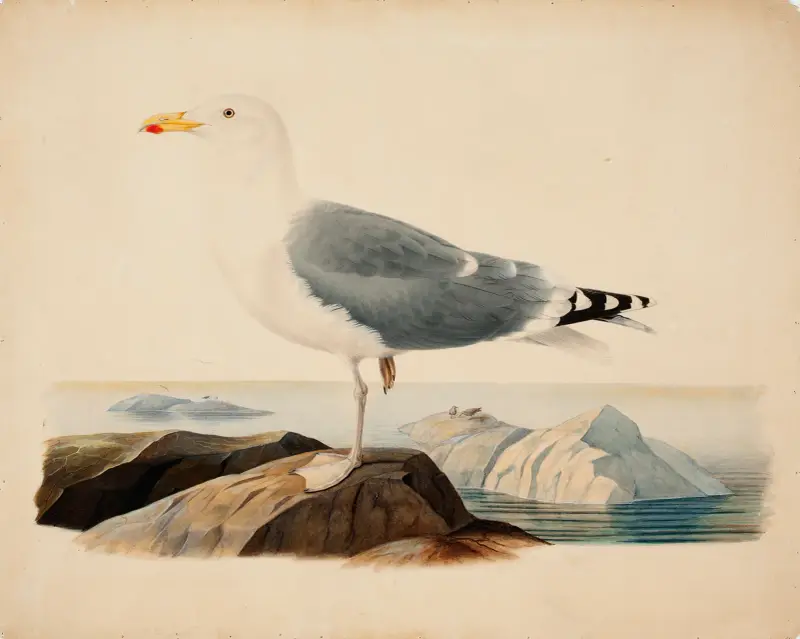 European Herring Gull av Ferdinand von Wright