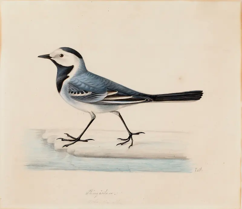 White Wagtail av Ferdinand von Wright