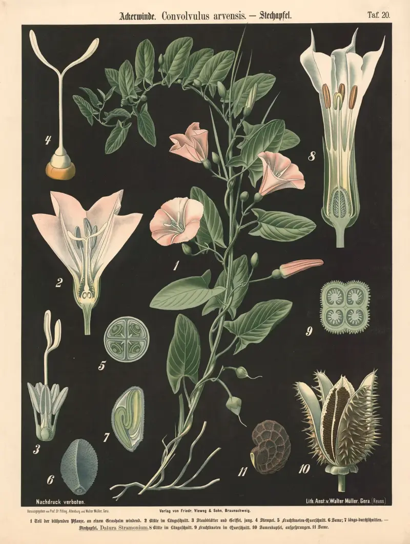 Powój polny, Convolvulus arvensis, Walter Müller