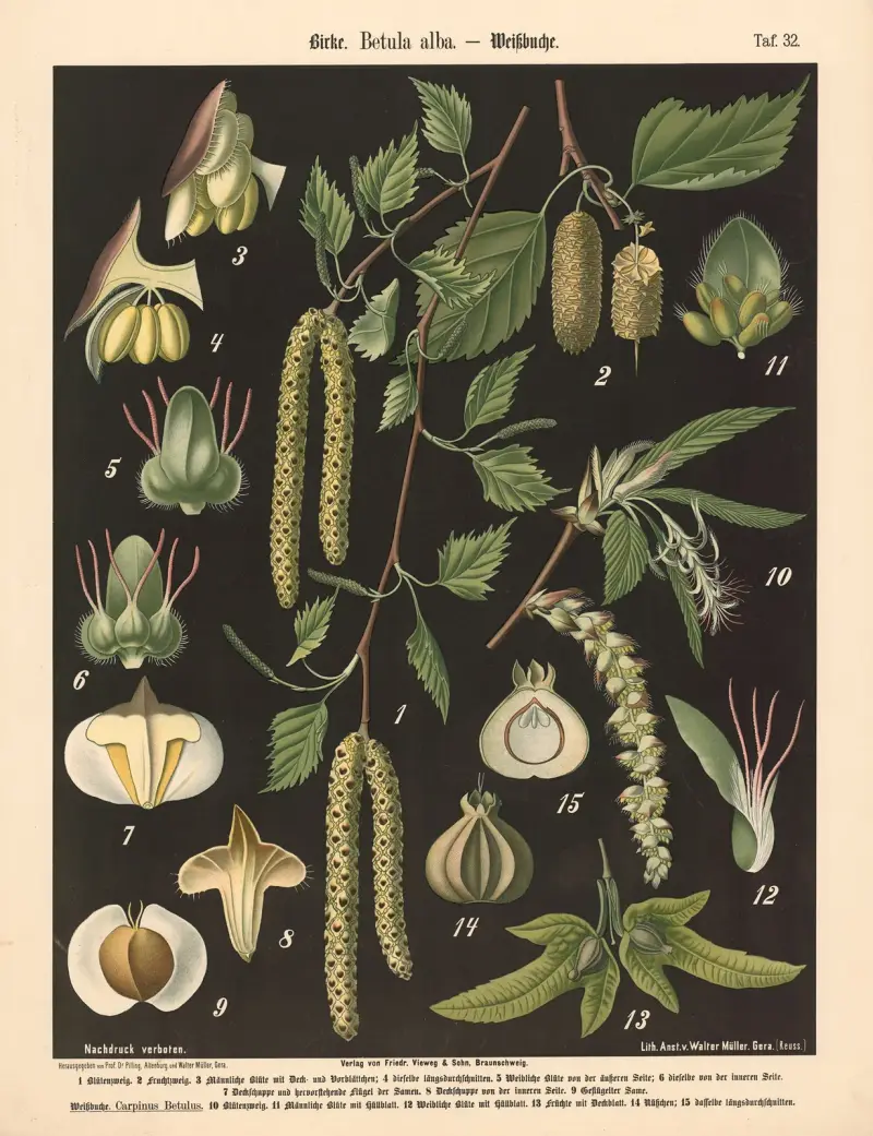 Brzoza. Betula alba, Walter Müller