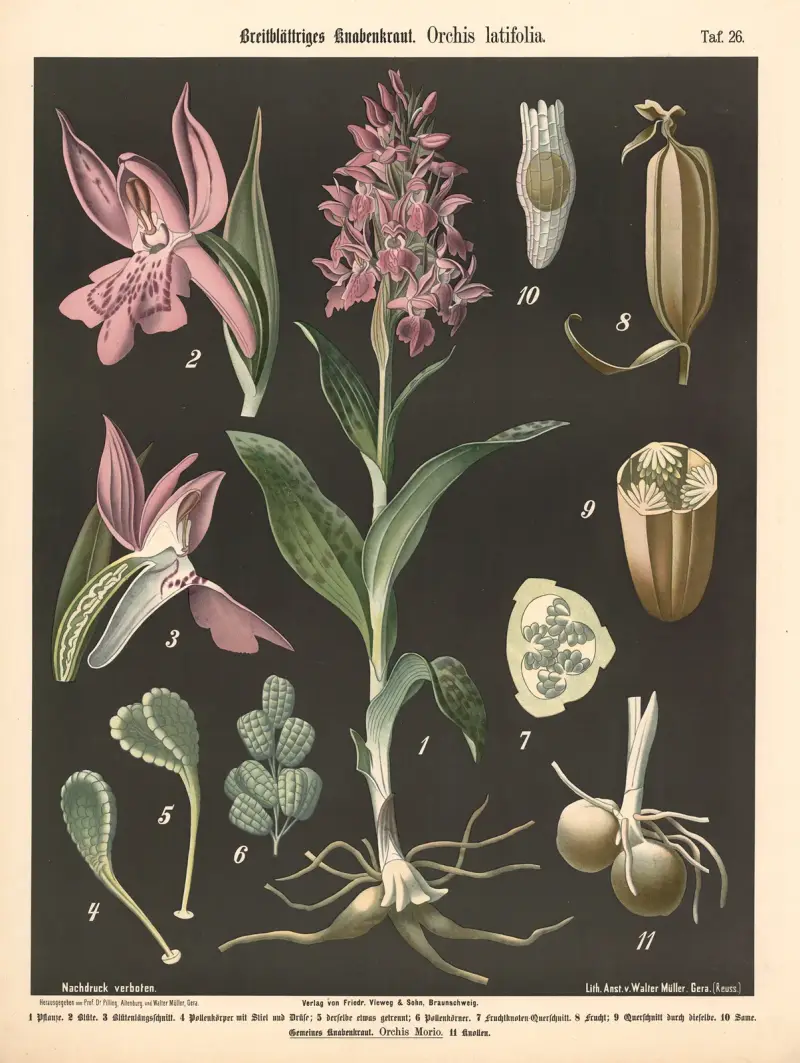 Bredbladig nycklar. Orchis latifolia av Walter Müller