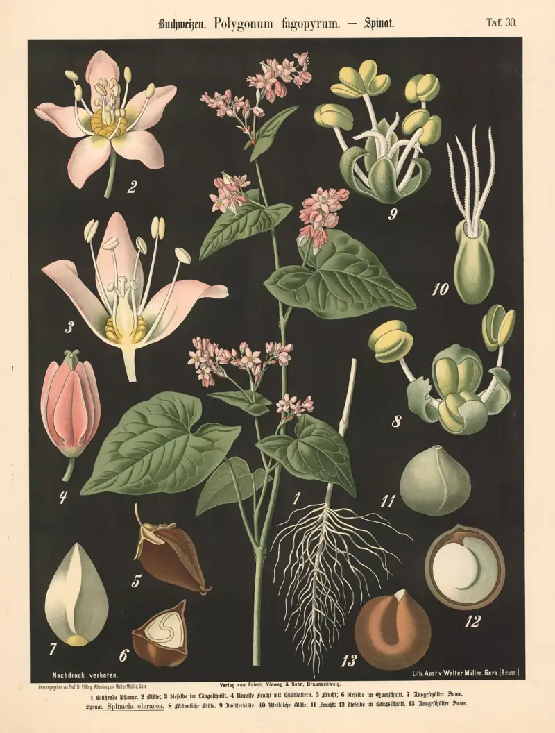 Buchweizen. Polygonum fagopyrum av Walter Müller