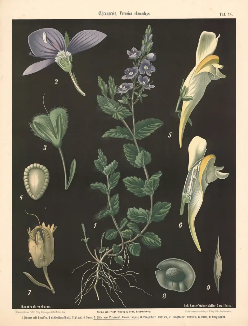 Przytulia, Veronica chamaedrys, Walter Müller