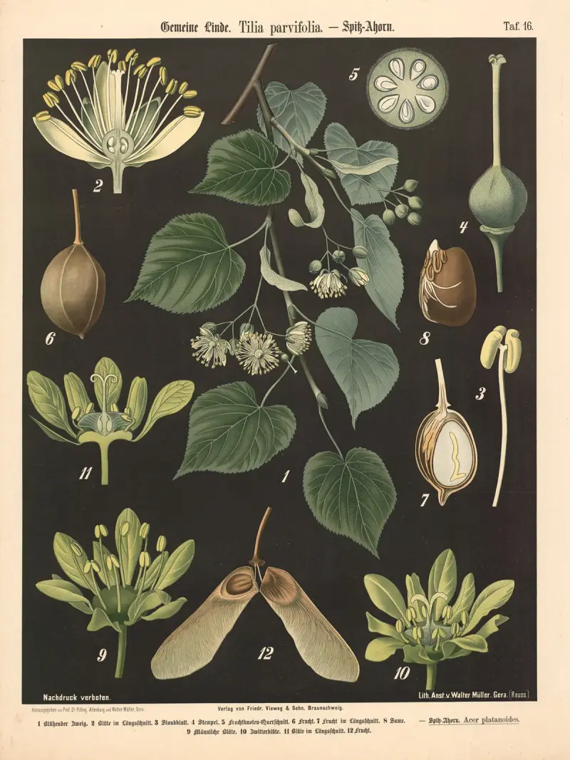 Vanlig lind, Tilia parvifolia av Walter Müller