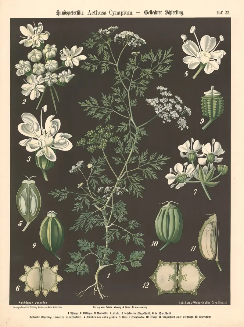 Hundspetersilie. Aethusa Cynapium von Walter Müller