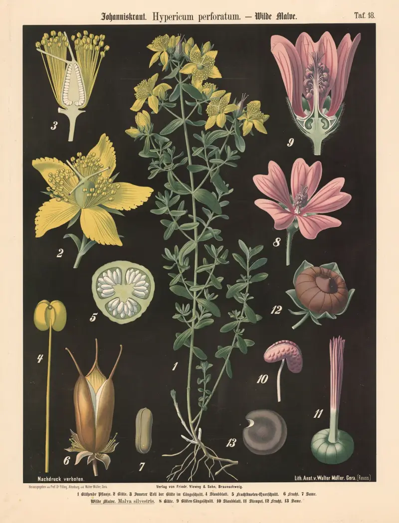 Johanniskraut. Hypericum perforatum. von Walter Müller