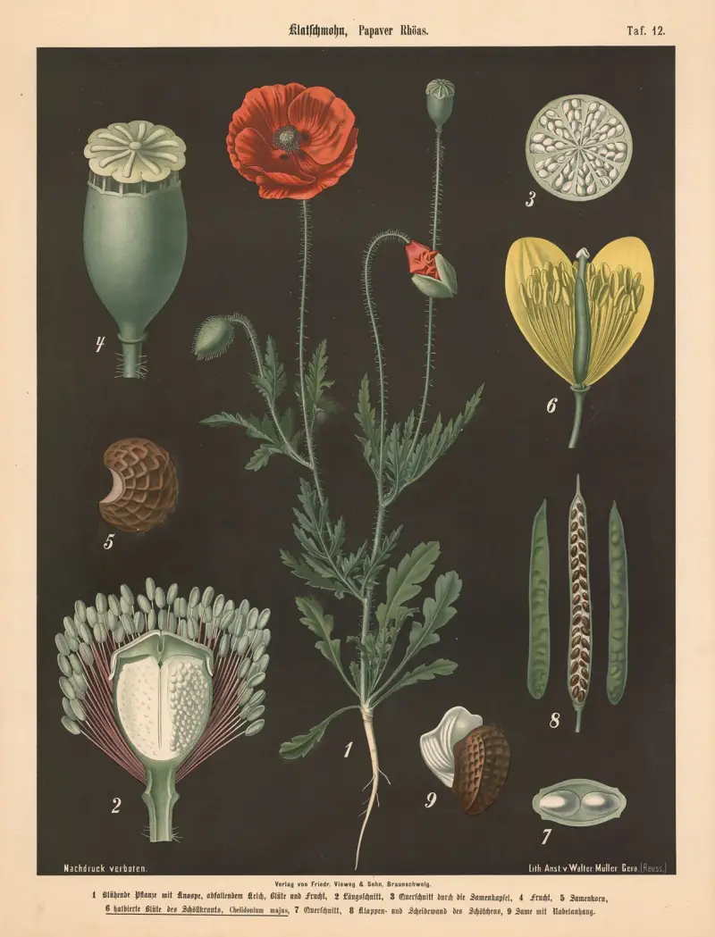 Mak polny, Papaver rhoeas, Walter Müller