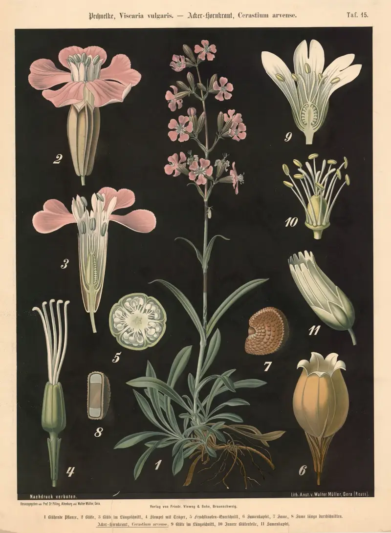 Tjärblomster, Viscaria vulgaris. – Fältarv, Cerastium arvense av Walter Müller