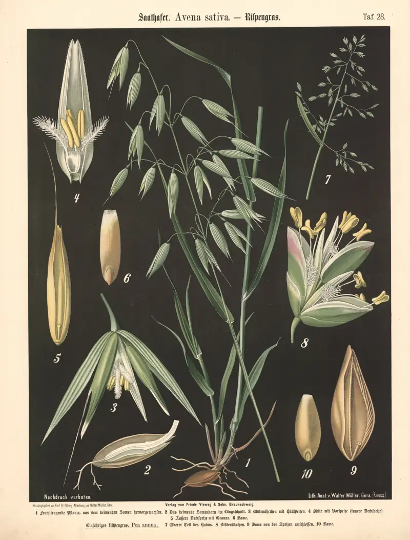 Oves setý. Avena sativa. – Lipnicovité, Walter Müller