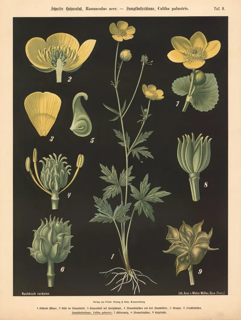 Smörblomma, Ranunculus acer. – Kabbleka, Caltha palustris av Walter Müller