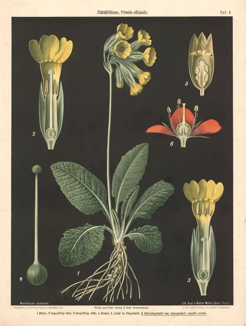 Schlüsselblume, Primula officinalis av Walter Müller