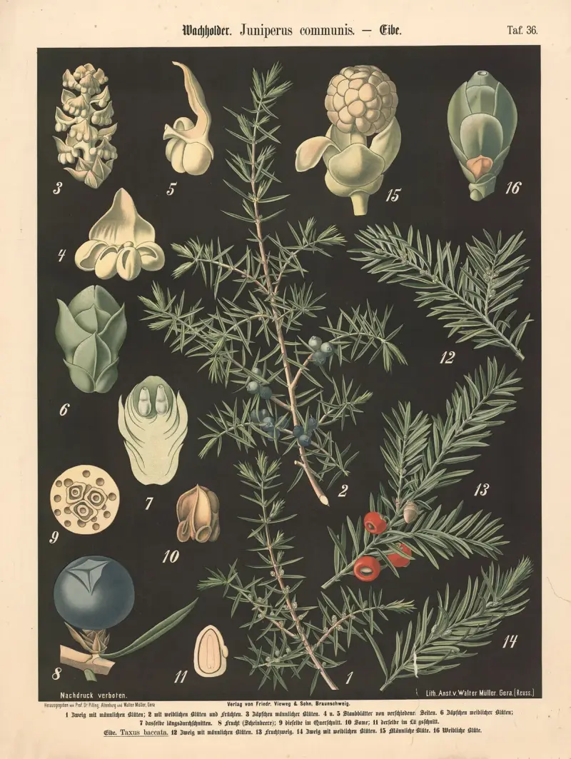 Wachholder. Juniperus communis av Walter Müller