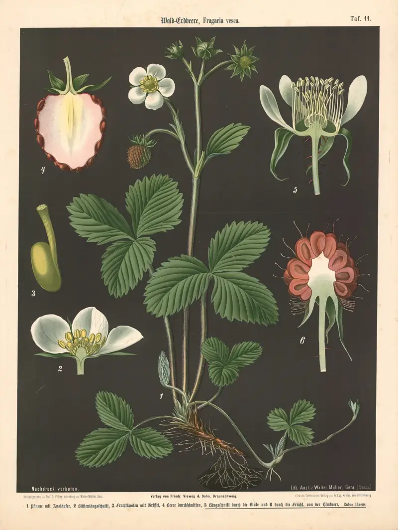 Poziomka leśna, Fragaria vesca, Walter Müller