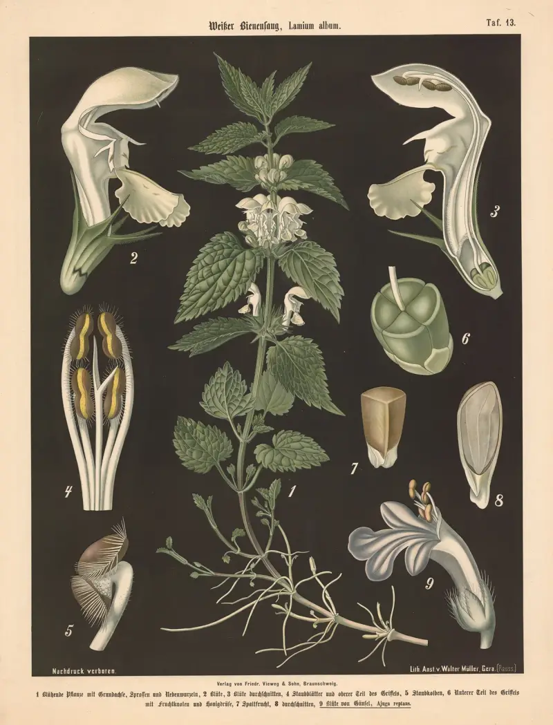 Vitplister, Lamium album av Walter Müller