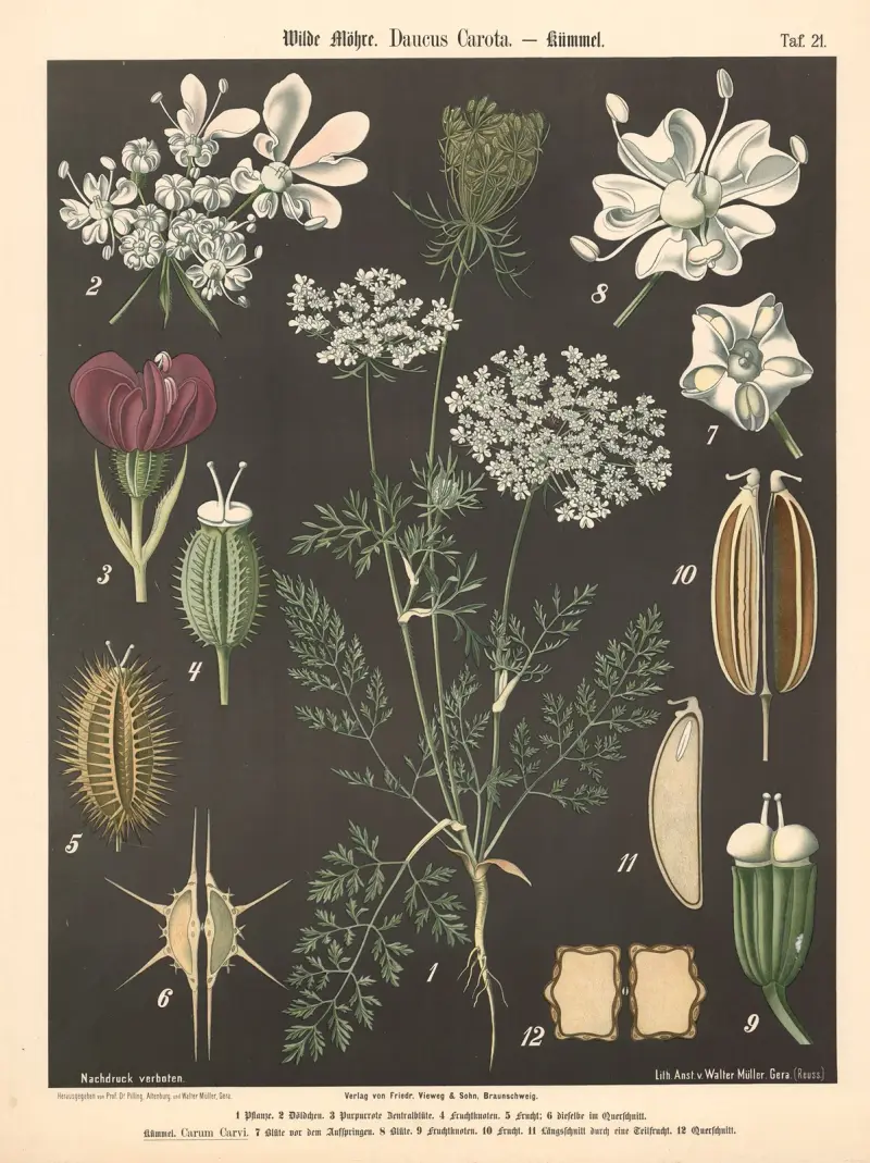 Mrkev obecná (Wilde Möhre, Daucus carota), Walter Müller
