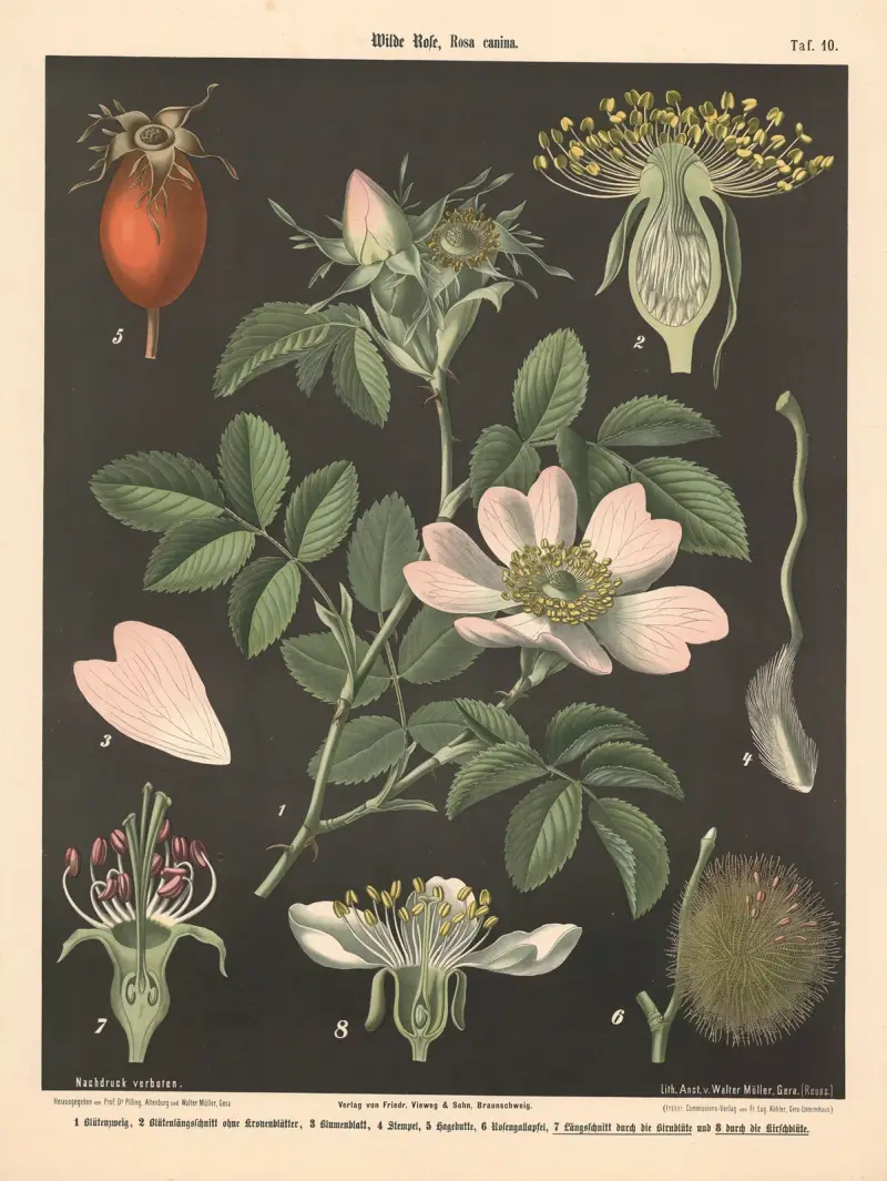 Divoká růže, rosa canina, Walter Müller