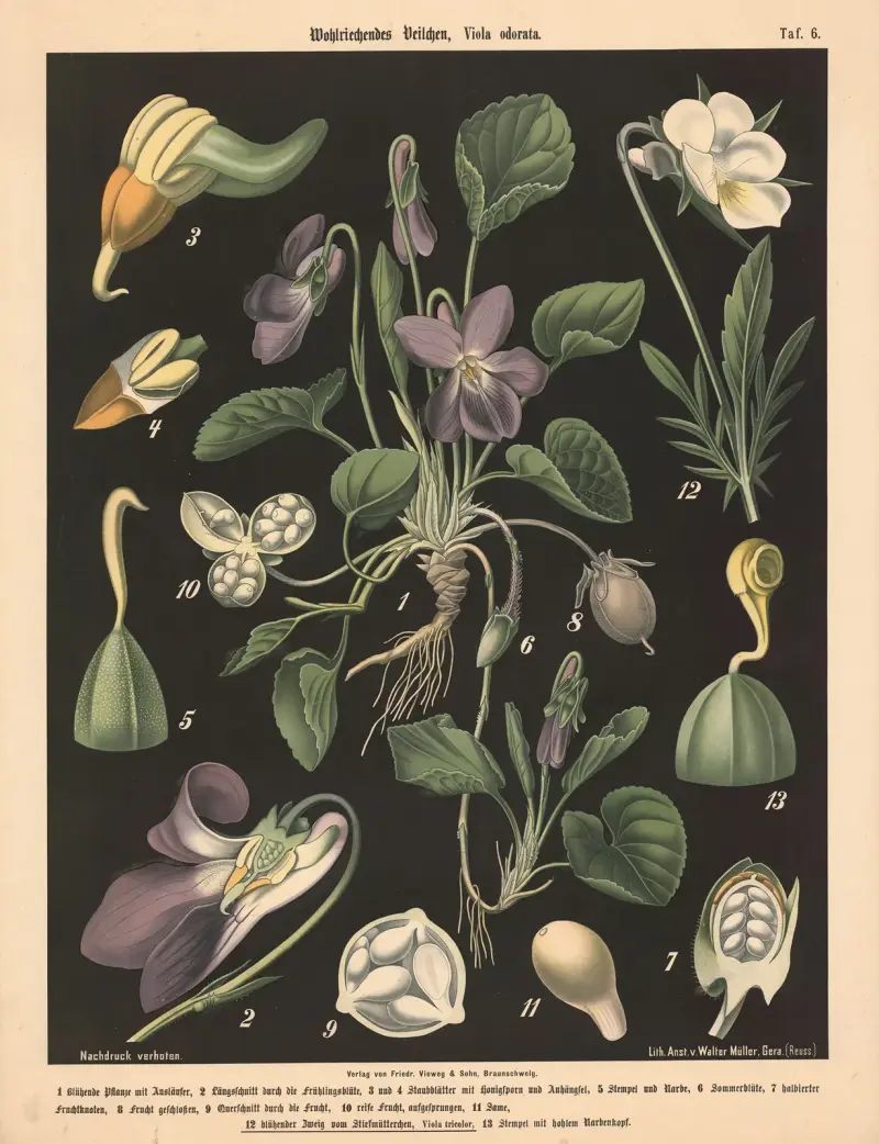 Pachnący fiołek, Viola odorata, Walter Müller