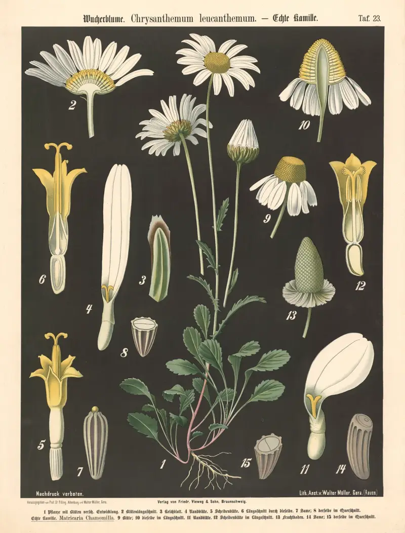 Prästkrage. Chrysanthemum leucanthemum av Walter Müller