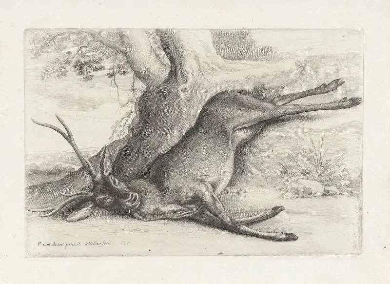 En död hjort i ett skogslandskap av Wenceslaus Hollar