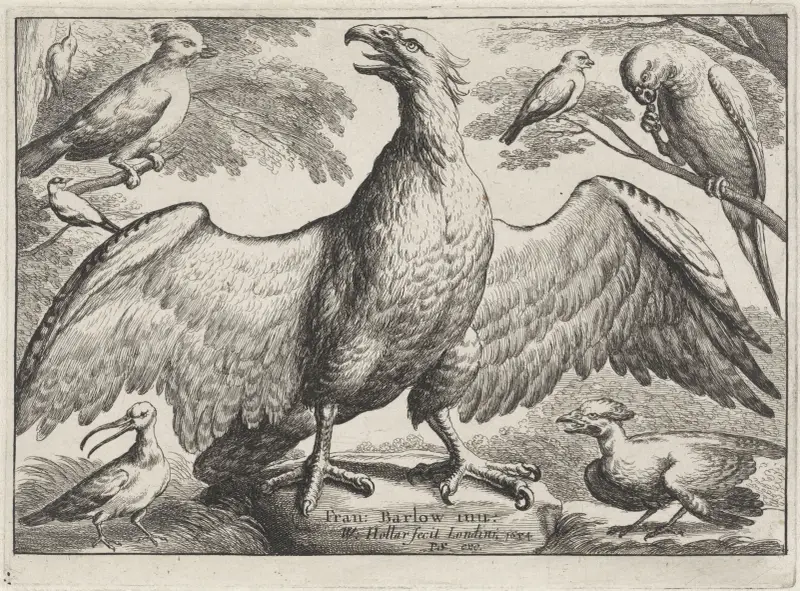 Ein Adler mit ausgebreiteten Flügeln steht auf einem Felsen, umgeben von sechs anderen Vögeln von Wenceslaus Hollar