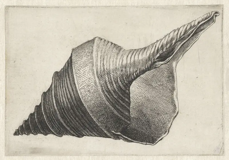 Australian trumpet (Syrinx aruanus) av Wenceslaus Hollar