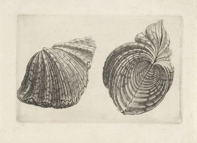 Bear paw clam (Hippopus maculatus) av Wenceslaus Hollar