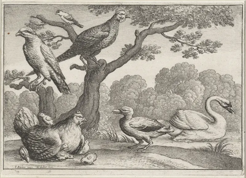 Vögel an einem Fluss; ein Schwan und eine Ente, ein Huhn mit einer Schar Küken, ein weiteres Geflügel und zwei weitere Vögel in einem Baum von Wenceslaus Hollar