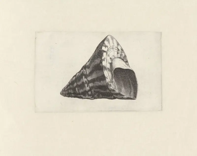 Commercial top-shell (Trochus niloticus) av Wenceslaus Hollar