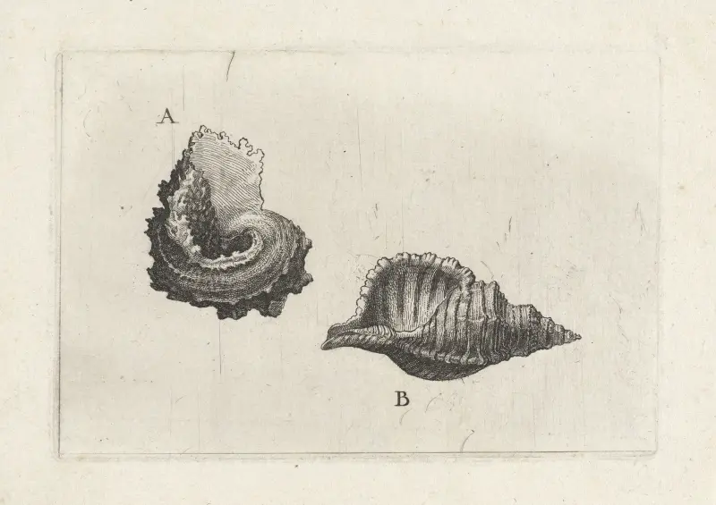 Vanlig delphinula (Angaria delphinus) (A) och hårig triton (Cymatium pileare) (B) av Wenceslaus Hollar
