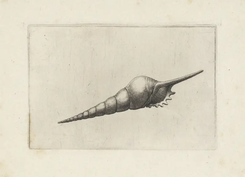Dark-mouthed tibia (Tibia fusus melanocheilus) av Wenceslaus Hollar