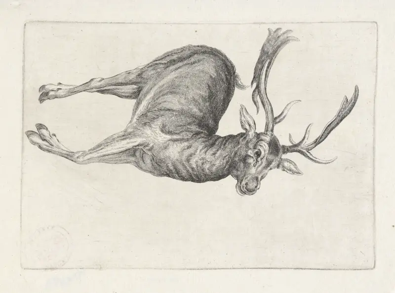 Toter Damhirsch, auf der linken Seite liegend, Kopf nach rechts von Wenceslaus Hollar