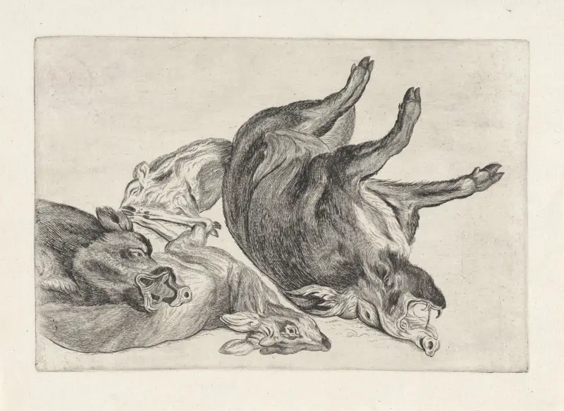 Död vildsvin liggande på sin högra sida, ett annat med huvudet på en död hjort av Wenceslaus Hollar